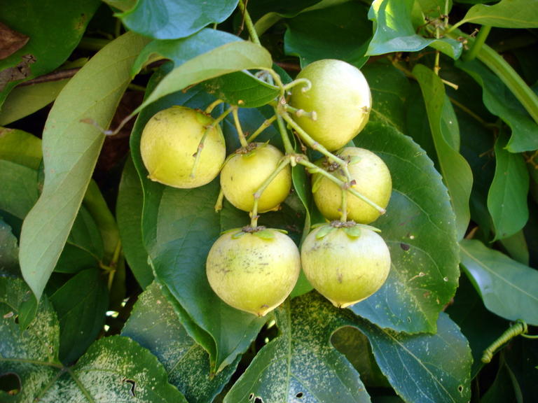 معرفی و راهنمای پرورش درختان میوه - دیسلا نوسیفرا